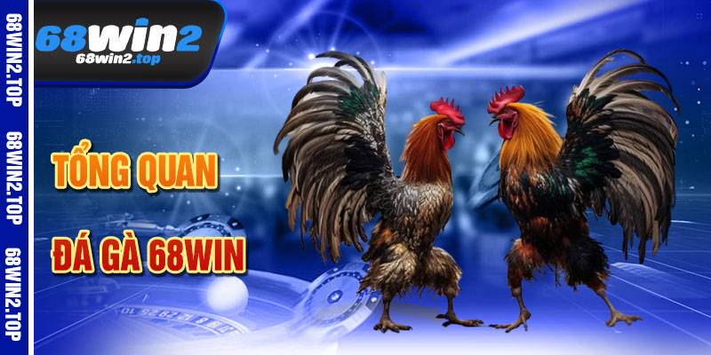Đá Gà 68win – Không Khí Trường Gà Chân Thực